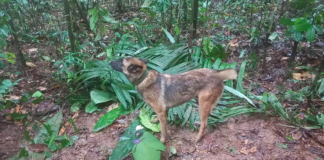 Colombia's Heroic Rescue Dog Gone Missing