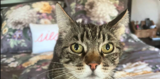 Katt separerade 2017 Sonoma County Wildfire återvänder hem efter sex år