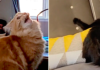Amigos felinos peculiares da mãe-gato brilham em vídeo viral do TikTok