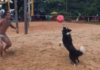 Adorable Canine Footvolley Star Captivates Internet in Viral Video