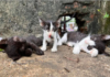Poisoned Kittens Rescued Now Living Joyfully