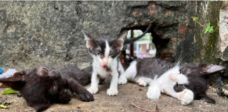 Poisoned Kittens Rescued Tam Sim No Nyob Zoo