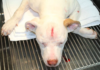 Unyielding Puppy Survives Head Stabbing in Oklahoma