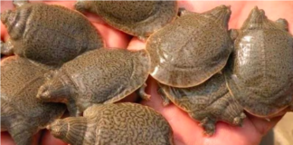 Smuggler Apprehended and 108 Indian Roof Turtles Rescued in Lucknow