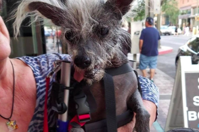 the Chinese Crested Crowned World's Ugliest Dog