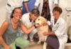 Bernardo the Golden Retriever Retires After Eight Years of Pet Therapy at Grosseto Hospital