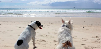 Discover the Best Pet-Friendly Beaches