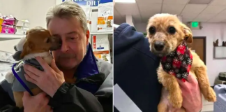 The Story of Louie, the Puppy Rescued After Being Thrown from a Bridge