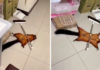 Pet Flying Squirrel Masters Art of Faking Death
