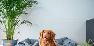 Tips for a Stress-Free Pet Grooming Experience