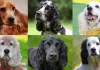 Types of Spaniels