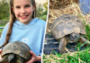 Kura-kura Northumberland yang Hilang Ditemukan Setelah Dua Tahun dan Lima Mil Jauhnya