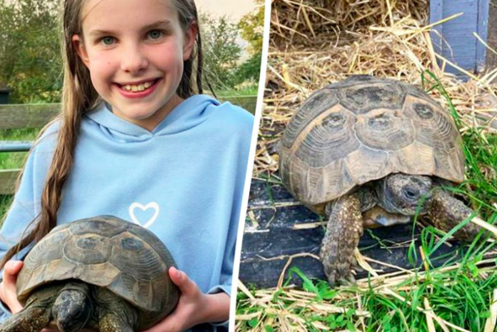 Lost Northumberland Tortoise Found After Two Years and Five Miles Away