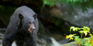 Two Seniors Injured by Bears