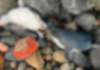 Humbje tragjike për mbarështimin e pinguinëve blu