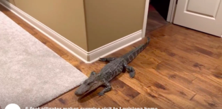 Louisiana Couple Discovers Alligator Slithering In Via Dog Door