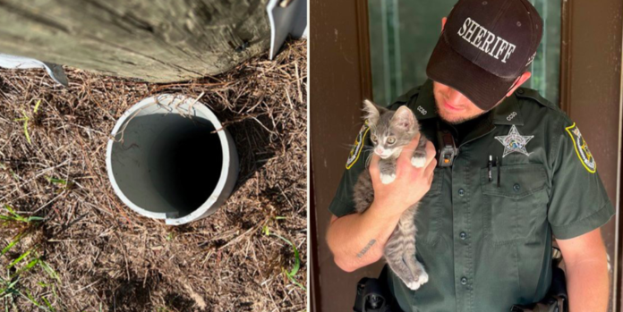 Officer Transforms Tiny Kitten's Life