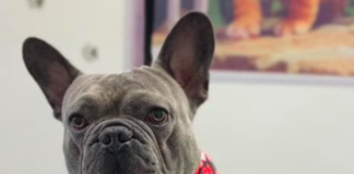 Beloved French Bulldog Unexpectedly Cremated at Kennel During Family Vacation