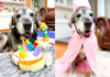 Beloved Senior Dog Annie Famous for Her Bucket List Passes Away at 20