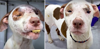 A Stray Dog's Fate Hinges on Treating Her Severe Facial Swelling