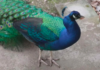 The Heartfelt Search for a Beloved Peacock
