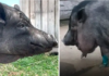 Pig Rescued from Junk Food Addiction