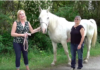 A Resilient Horse Rescued and Ready for a Loving Home