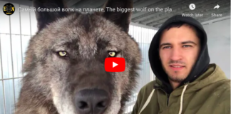 Man Co-habits with a Majestic Black Wolf named Akela