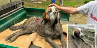 Minnesota Canoers Save Dog from Mud Trap