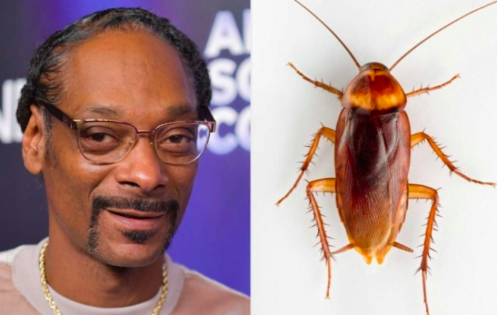 From Fear to Friendship with 'The Gooch' the Cockroach