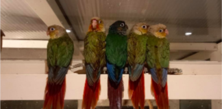 Trimley Resident Embarks on Community-Driven Quest to Recover Her Lost Parrots