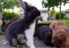 Pet Rabbits Run Riot in Florida Suburb