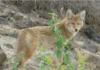Зникнення домашніх тварин, пов’язане з діяльністю койотів