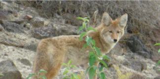 Pet Disappearances Tied to Coyote Activity