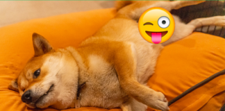 Pet Influencer Blurs Dog's Privates