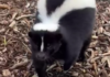 Pet Skunk Escapes from Farm