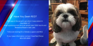 Woman's Car Stolen Beloved Pet Missing