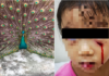 Serangoon Gardens Peacock Owner Warned After Attacking 3-Year-Old Girl