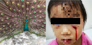Serangoon Gardens Peacock Owner Warned After Attacking 3-Year-Old Girl