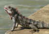 Pet Iguana's Surprise Reunion
