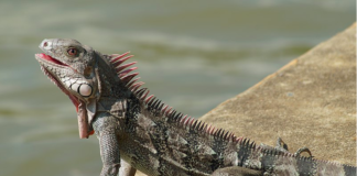 Pet Iguana's Surprise Reunion