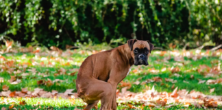 The Alarming Truth Behind Pet Poo Negligence