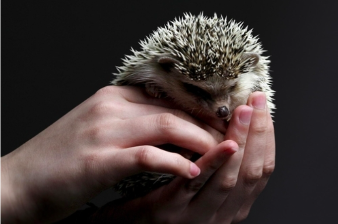 Embracing Hedgehog Love