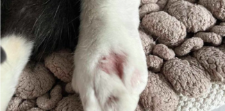 Pet Cat Claws Clipped by 'Cruel' Stranger