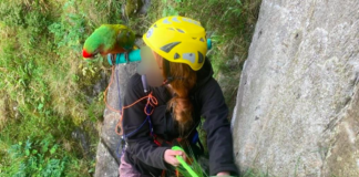 Brave Parrot Rescue Gone Awry