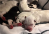 Newborn Puppies Saved from Tragic Fate