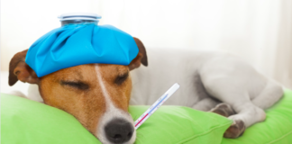 Gastrointestinal and Respiratory Illnesses in Dogs