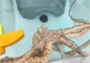 Kanaloa Octopus Farm Shuts