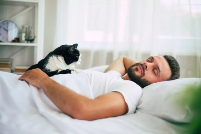 Should Your Feline Friend Share Your Bed