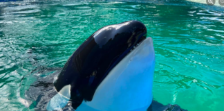Dolphin's New Beginning at SeaWorld San Antonio